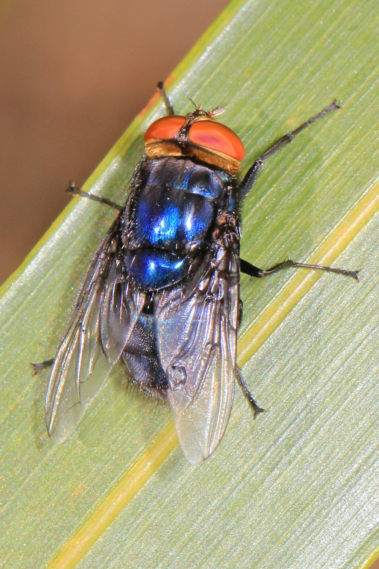 Mosca da espécie Cochliomyia hominivorax sobre uma folha, fotografada na Flórida em 2017.